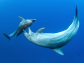   Bottlenose dolphin Rangiroa French PolynesiaGame seduction between dominant male female during moment reproduction. reproduction  